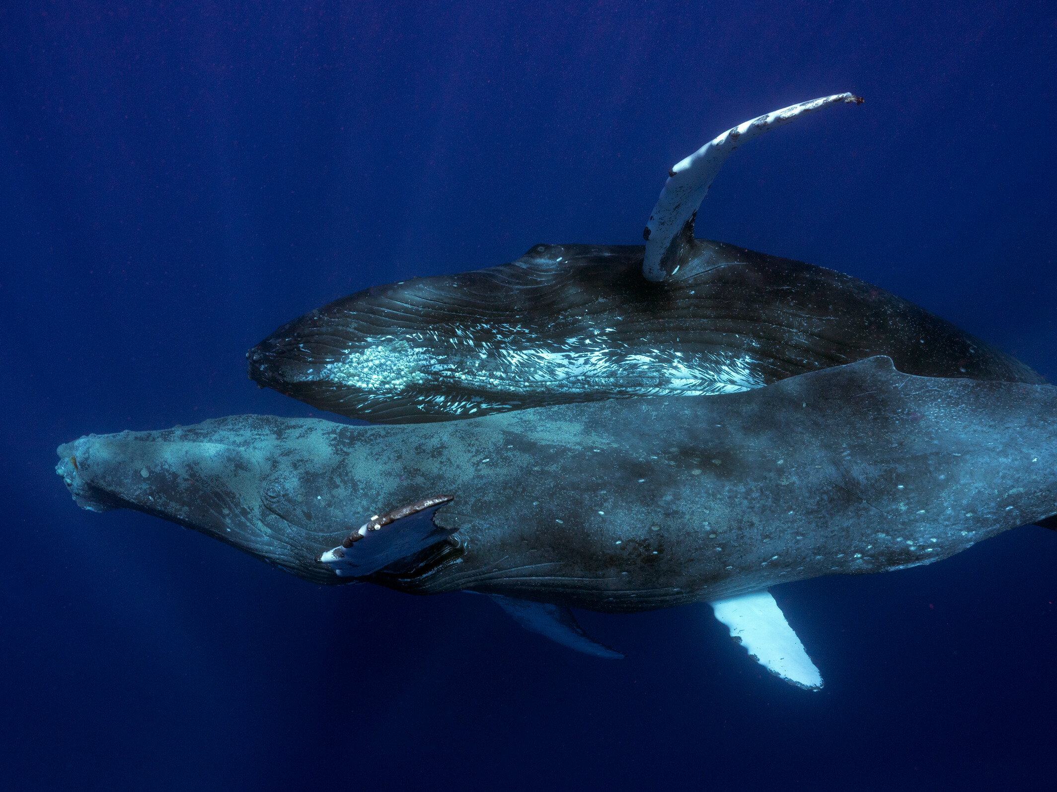 Humpbacks snuggling