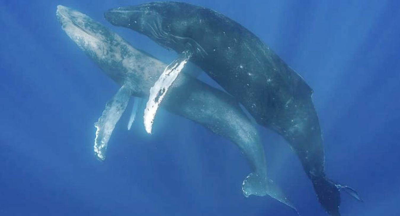 Humpback whales having fun