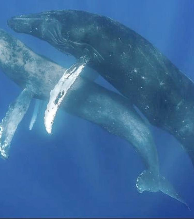 Humpback whales