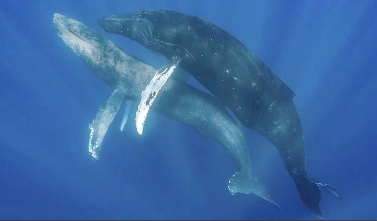 Humpback whales